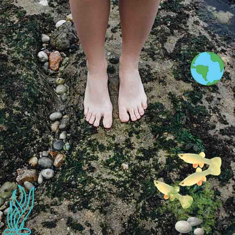 algae at sea shore artistic rendition-small microalgae vegan phytoplancton vegetarian fish oil plant-based omega-3 flax oil